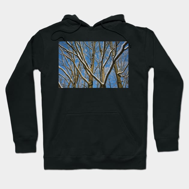 Oak forest in the winter Hoodie by naturalis